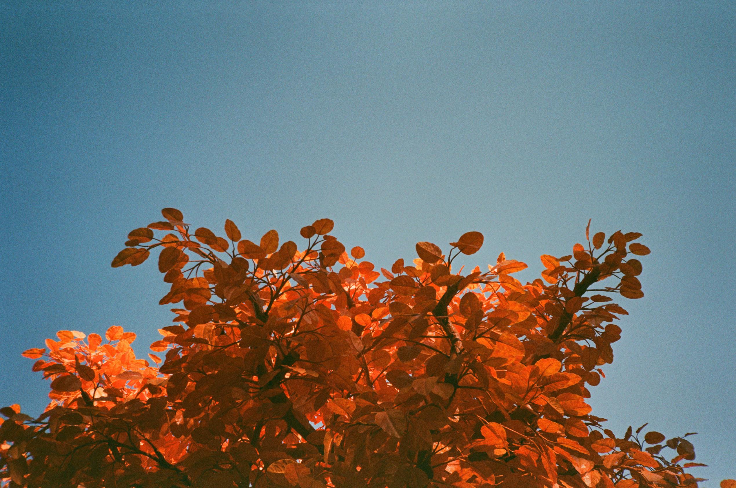 /_next/static/media/autumn-orange-leaves.885e8f4d.jpg